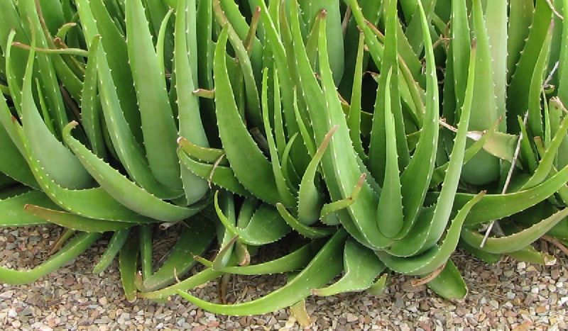 Indian Aloe(Aloe vera L.)